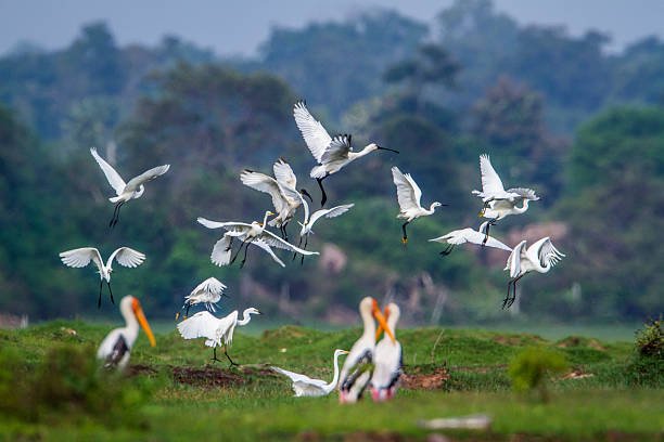 Painted storks and egrets in a lagoon near Arugam Bay