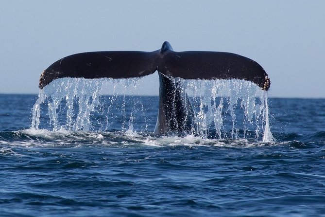 Whale tail above the sea off Trincomalee