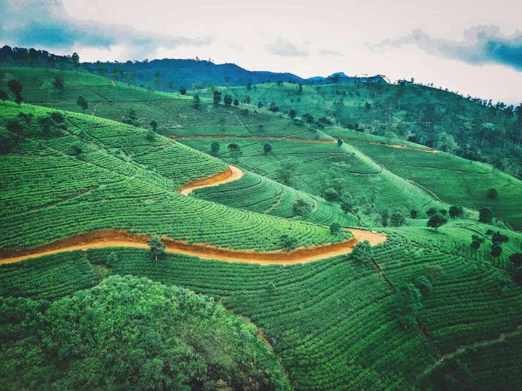 Green tea-covered hills in Sri Lanka