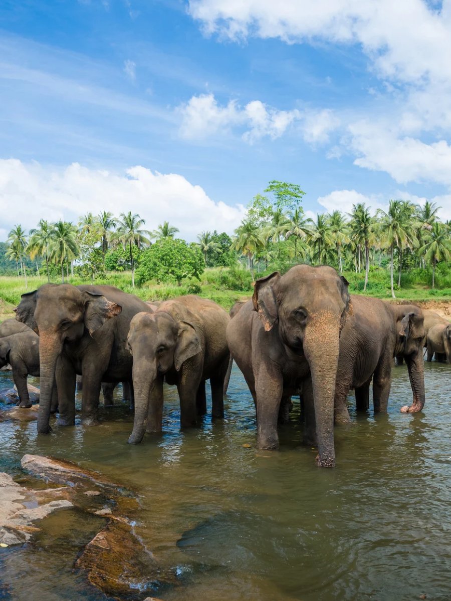 Explore Sri Lanka with Best Trails Lanka