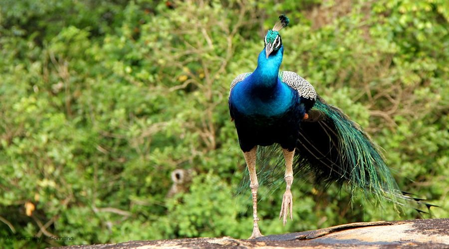 Peacock in Yala National Park, Sri Lanka