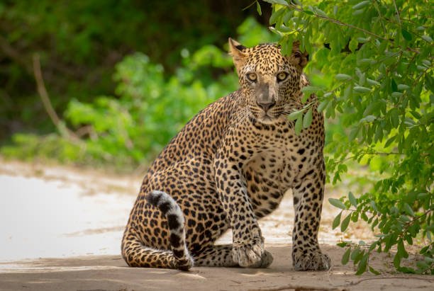 Yala National Park, Sri Lanka