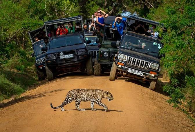 Leopard crossing a track in front of safari jeeps in Yala National Park