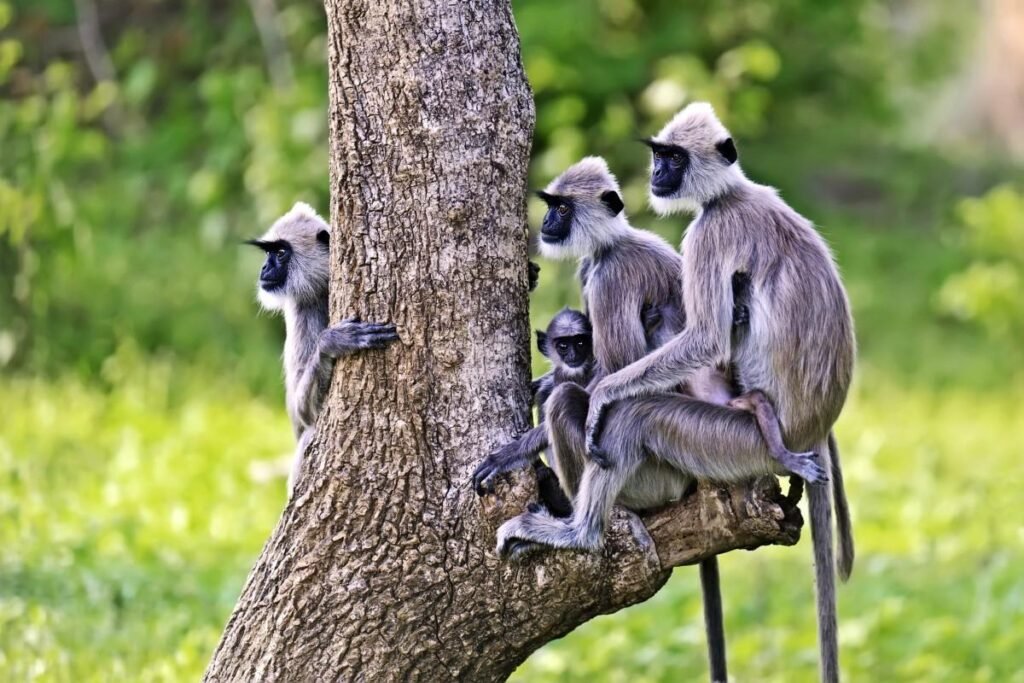 Grey langur monkeys on a tree in Yala
