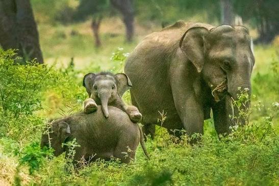 Elephant mother with calves in Yala National Park